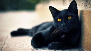 gatto-nero